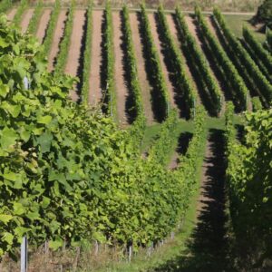 Oplev en dansk vingård hos Lindely Vingård